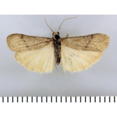 /filer/webapps/moths/media/images/V/vittatum_Entephrilema_HT_TMSA.jpg