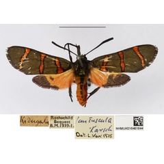 /filer/webapps/moths/media/images/L/lautuscula_Arniocera_A_NHMUK_01.jpg