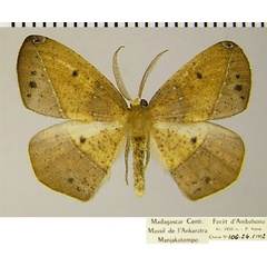 /filer/webapps/moths/media/images/M/modesta_Epigynopteryx_AM_ZSMa.jpg