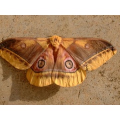 /filer/webapps/moths/media/images/M/macrops_Gonimbrasia_A_Hancock.jpg