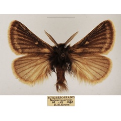/filer/webapps/moths/media/images/C/cregoei_Bantuana_AM_TMSA_01.jpg