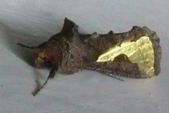 /filer/webapps/moths/media/images/O/orichalcea_Trichoplusia_A_Haba_01.jpg