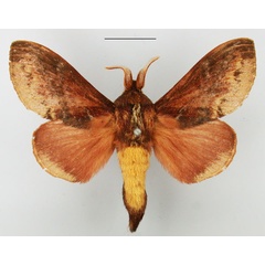 /filer/webapps/moths/media/images/O/obscurum_Eutricha_AM_TMSA_03.jpg