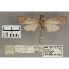 /filer/webapps/moths/media/images/M/mesosticta_Aethalopteryx_A_OUMNHb_02.jpg
