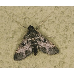 /filer/webapps/moths/media/images/F/fovealis_Duponchelia_A_Roland_01.jpg
