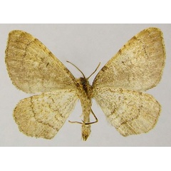 /filer/webapps/moths/media/images/Q/quadrisecta_Orthonama_PTM_ZSMb.jpg