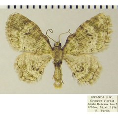 /filer/webapps/moths/media/images/M/muscosa_Chloroclystis_AM_ZSMa.jpg