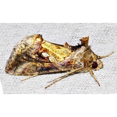 /filer/webapps/moths/media/images/C/chalcites_Chrysodeixis_A_Braun_12.jpg