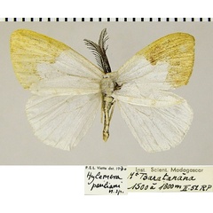 /filer/webapps/moths/media/images/P/pauliani_Hylemera_AM_ZSMa.jpg