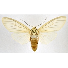 /filer/webapps/moths/media/images/S/shimbaensis_Amerila_AF_NHMO.jpg