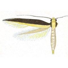 /filer/webapps/moths/media/images/A/anchiala_Gephyristis_HT_Meyrick_8-6.jpg