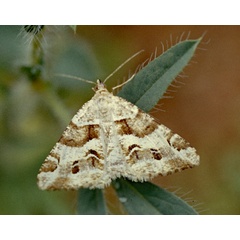 /filer/webapps/moths/media/images/I/inaequilinea_Chiasmia_A_Roland_01.jpg