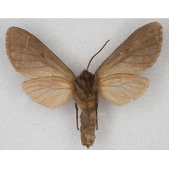 /filer/webapps/moths/media/images/N/nigritarsis_Metarctia_PT_MCSG_02.jpg