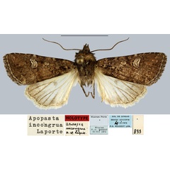 /filer/webapps/moths/media/images/I/incongrua_Apospasta_HT_MNHN.jpg