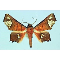 /filer/webapps/moths/media/images/F/fenestrifera_Episparis_AM_Poirrier.jpg