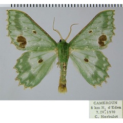 /filer/webapps/moths/media/images/G/gordoni_Victoria_AM_ZSM_01.jpg