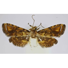 /filer/webapps/moths/media/images/A/albomaculalis_Pseudambia_A_Agassiz_03.jpg