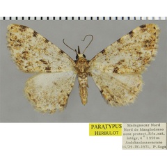 /filer/webapps/moths/media/images/S/sogai_Ectropis_PTM_ZSMa.jpg