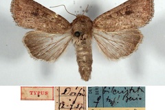 Mythimna bicristata