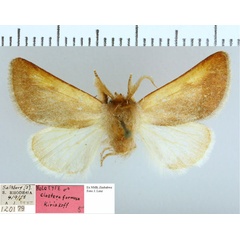 /filer/webapps/moths/media/images/F/formosa_Clostera_HT_NMB.jpg