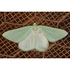 /filer/webapps/moths/media/images/M/monochroma_Chlorosterrha_AM_Heynsa.jpg