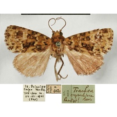 /filer/webapps/moths/media/images/C/chlorochrysa_Trachea_PTM_MSNM.jpg