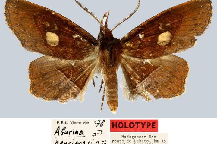 /filer/webapps/moths/media/images/P/peyrierasi_Aburina_HT_MNHN.jpg