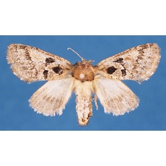 /filer/webapps/moths/media/images/S/sebelensis_Arbelodes_HT_BMNH_xZu6k5O.jpg