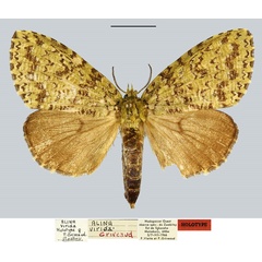 /filer/webapps/moths/media/images/V/virida_Alina_HT_MNHN.jpg