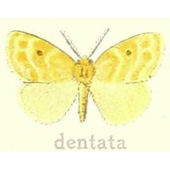 /filer/webapps/moths/media/images/D/dentata_Euproctis_STM_Hering_22e.jpg