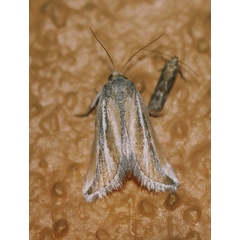 /filer/webapps/moths/media/images/L/leucodicranon_Eublemma_A_Roland_01.jpg