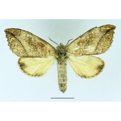 /filer/webapps/moths/media/images/V/vilis_Epitrotonotus_AF_Basquin_02.jpg