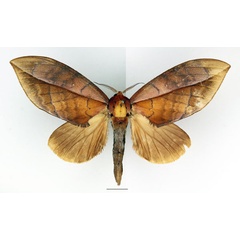 /filer/webapps/moths/media/images/T/tosta_Aoba_AF_Basquin_01.jpg