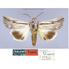 /filer/webapps/moths/media/images/N/nigrilineata_Ectochela_HT_ZMHB_0lCC3fw.jpg