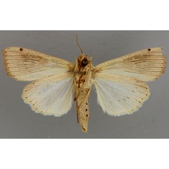 /filer/webapps/moths/media/images/J/joannisi_Leucania_A_RMCA_02.jpg