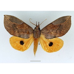 /filer/webapps/moths/media/images/F/formosa_Eudocima_AM_Basquin.jpg