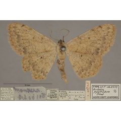 /filer/webapps/moths/media/images/P/pyrrhochra_Scopula_PTF_OUMNHa_01.jpg