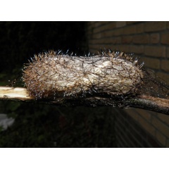/filer/webapps/moths/media/images/N/nysa_Gonometa_P_Coppens_04.jpg