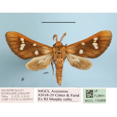 /filer/webapps/moths/media/images/M/metarctiodes_Anapisa_A_MGCLa_01.JPG