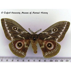 /filer/webapps/moths/media/images/T/tyrrhea_Gonimbrasia_A_OUMNH_01.jpg