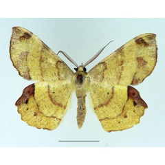/filer/webapps/moths/media/images/N/natalensis_Erastria_AM_TMSA_01.jpg