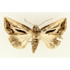 /filer/webapps/moths/media/images/C/cumamita_Cuneisigna_AM_TMSA_02.jpg