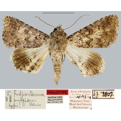 /filer/webapps/moths/media/images/M/malgassica_Thria_HT_MNHN.jpg