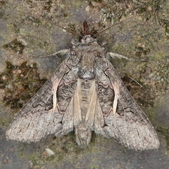 /filer/webapps/moths/media/images/V/vittata_Vittaplusia_A_Heyns_02.JPG