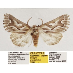 /filer/webapps/moths/media/images/A/argyrostolmus_Diargyria_PTM_TMSA_02.jpg