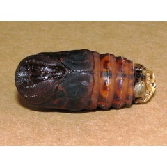 /filer/webapps/moths/media/images/B/bauhiniae_Epiphora_P_Goff_02.jpg