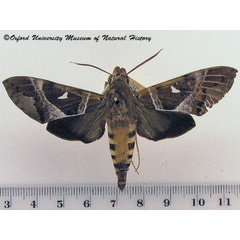 /filer/webapps/moths/media/images/A/argentifera_Nephele_A_OUMNH.jpg