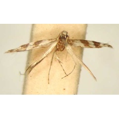 /filer/webapps/moths/media/images/E/euryphanta_Cryptolectica_MT_TMSA6223.jpg