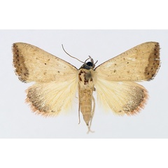 /filer/webapps/moths/media/images/H/hypopsamma_Phytometra_AF_TMSA_01.jpg