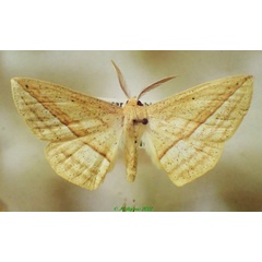 /filer/webapps/moths/media/images/S/severa_Psilocerea_AM_PZBT.jpg